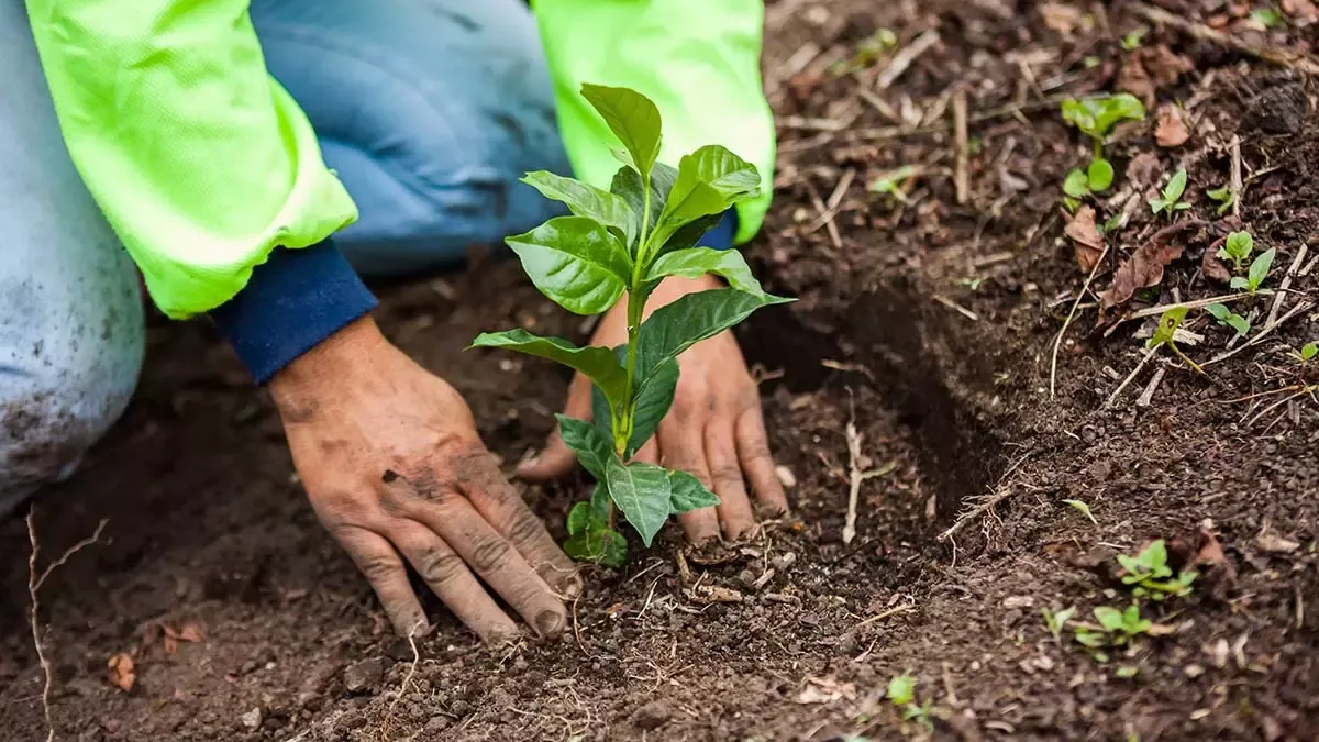 regenerative agriculture